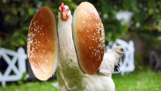 Chicken Fillet Burger - Burgers Collection in Wandle Park CR0